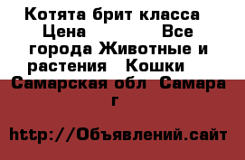 Котята брит класса › Цена ­ 20 000 - Все города Животные и растения » Кошки   . Самарская обл.,Самара г.
